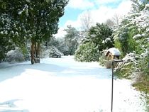Garden Full Of Snow